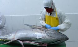 Tarif Ekspor Tuna ke Jepang 0%, Begini Tata Cara Mendapatkannya 