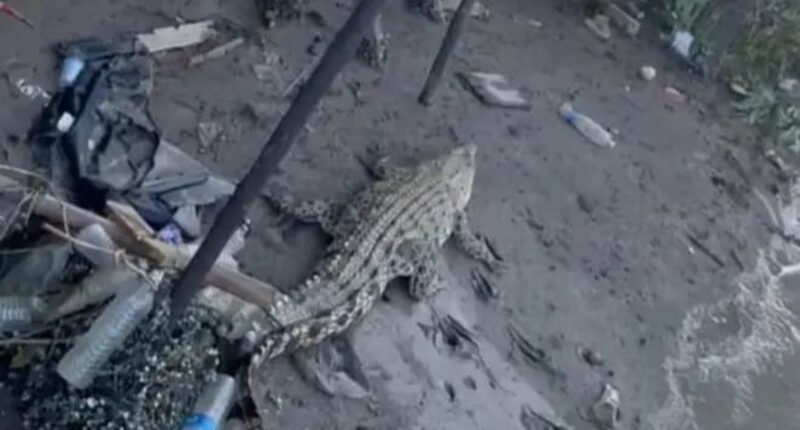 Bocah 6 Tahun Luka di Kaki Setelah Diserang Buaya di Mamolo