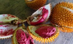 Kesulitan Pemasaran, Durian Krayan Dibiarkan Dimakan Babi