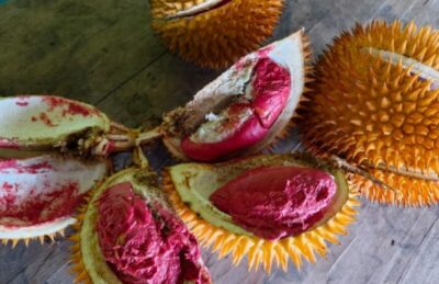 Kesulitan Pemasaran, Durian Krayan Dibiarkan Dimakan Babi