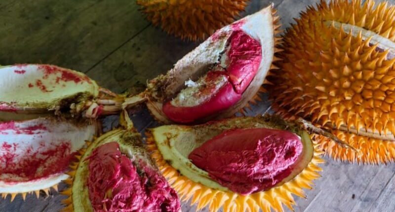 Kesulitan Pemasaran, Durian Krayan Dibiarkan Dimakan Babi