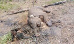 Balai TN Tesso Nilo Dalami Kematian Anak Gajah Liar di Resort Lancang Kuning