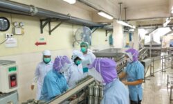 Tiga Bulan KKP Kirim 1.852 Kontainer Udang Bersertifikat Bebas Cesium ke AS