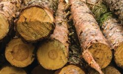 Perusahaan Pertanian Subsektor Kehutanan di Kaltim Masih Cukup Banyak