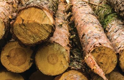 Perusahaan Pertanian Subsektor Kehutanan di Kaltim Masih Cukup Banyak