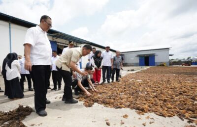 Maros Ekspor Rumput Laut Senilai Rp1,7 Miliar