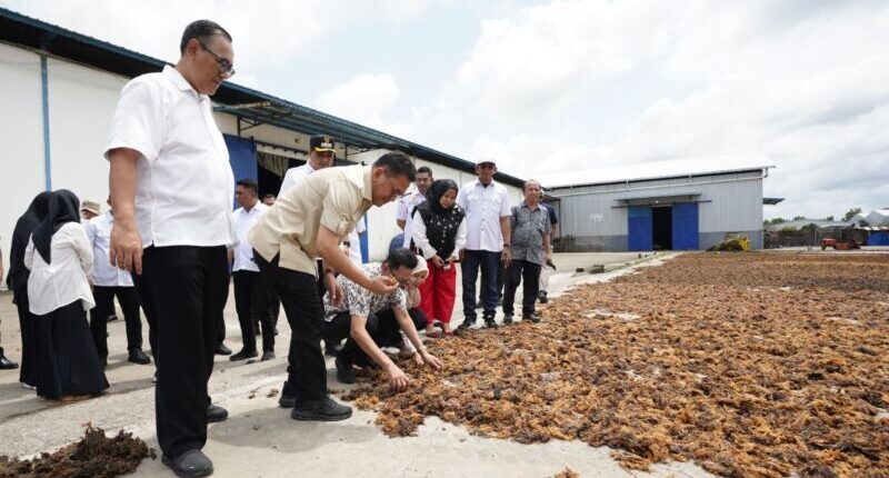 Maros Ekspor Rumput Laut Senilai Rp1,7 Miliar