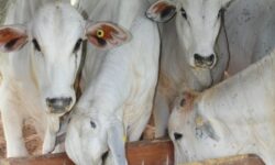 Kaltim Hanya Punya 15 Perusahaan Peternakan