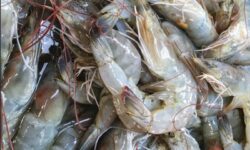 Hanya Paser dan Balikpapan Punya Perusahaan Perikanan