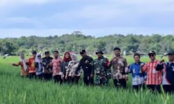 Produksi Meningkat, Transformasi Sawah Gunung Binjai Dorong Ketahanan Pangan Balikpapan