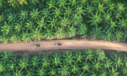 Laba Palma Serasih Melonjak 26,3 Persen, Kantongi Rp442,8 Miliar di 2025