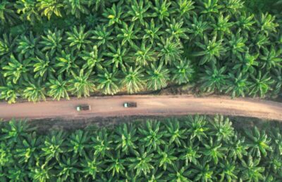 Laba Palma Serasih Melonjak 26,3 Persen, Kantongi Rp442,8 Miliar di 2025