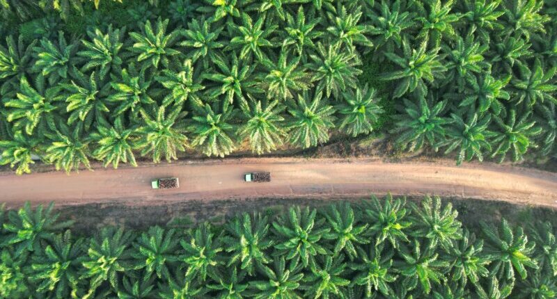 Laba Palma Serasih Melonjak 26,3 Persen, Kantongi Rp442,8 Miliar di 2025