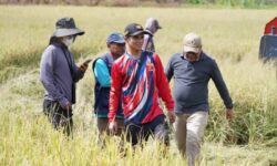 Luas Panen Padi di Kabupaten Nunukan Tahun 2025 Tinggal 3.165 Hektare