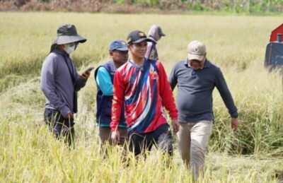 Luas Panen Padi di Kabupaten Nunukan Tahun 2025 Tinggal 3.165 Hektare