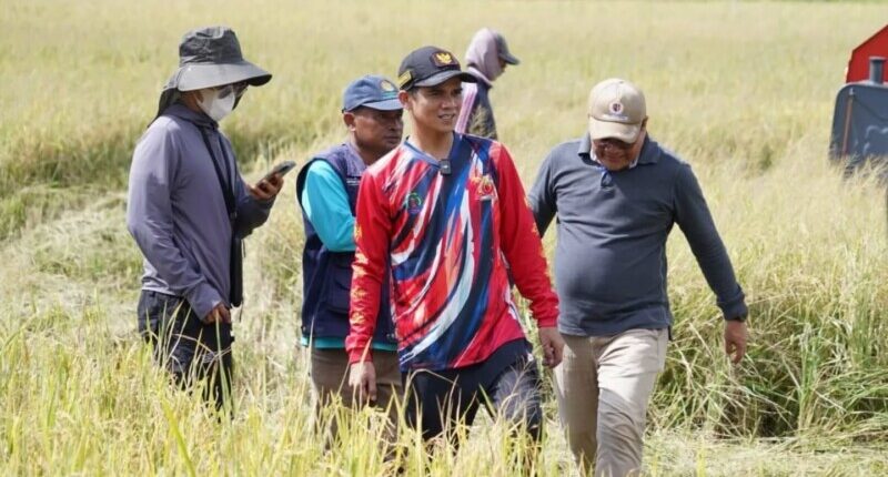 Luas Panen Padi di Kabupaten Nunukan Tahun 2025 Tinggal 3.165 Hektare