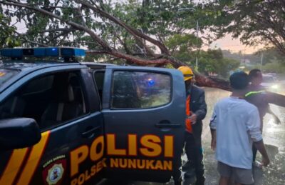 Pedagang Sayur di Nunukan Tewas karena Menabrak Pohon Tumbang