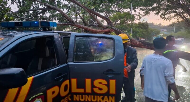 Pedagang Sayur di Nunukan Tewas karena Menabrak Pohon Tumbang