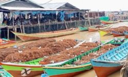 Dolar Kerek Harga Rumput Laut Kering Nunukan jadi Rp 17.000/Kilogram