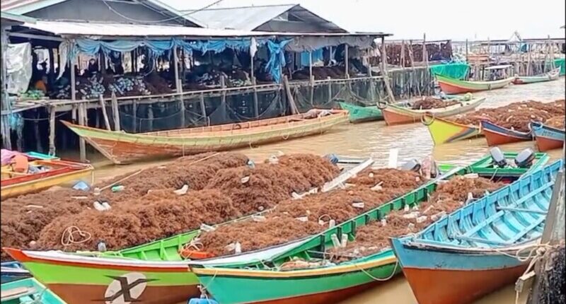Dolar Kerek Harga Rumput Laut Kering Nunukan jadi Rp 17.000/Kilogram
