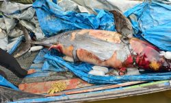 Pesut Mahakam Lion Mati di Jalur Sibuk Ponton Batu Bara