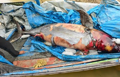 Pesut Mahakam Lion Mati di Jalur Sibuk Ponton Batu Bara
