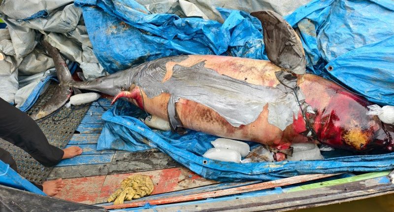 Pesut Mahakam Lion Mati di Jalur Sibuk Ponton Batu Bara